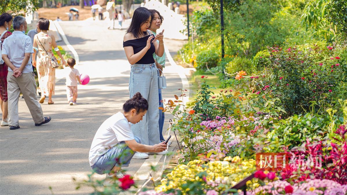 手机白菜娱乐游戏网大全